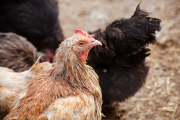 Farm chicken. Brown laying hen in pen