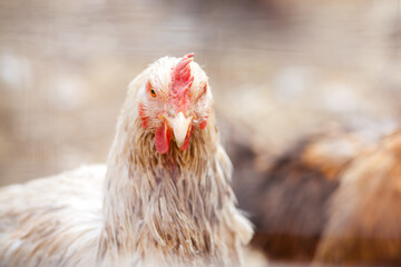 Farm chicken. Chicken head close up