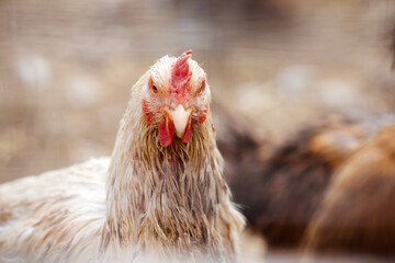 Chicken. The head of a young chicken looking at the camera