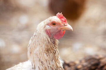 Chicken head. Chicken on the farm close-up