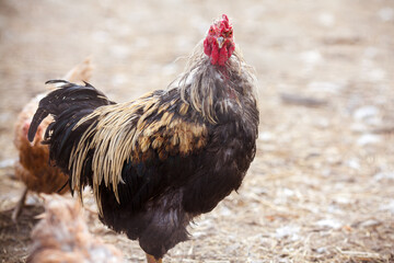 Rooster. Beautiful rooster on the farm looking at the camera