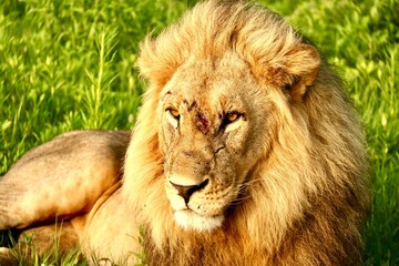 Portrait of Male injured Lion 