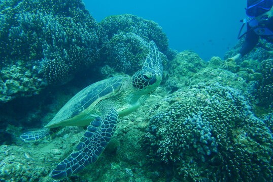 Kakeromajima or Kakeroma-tō is one of the Satsunan Islands, classed with the Amami archipelago between Kyūshū and Okinawa.