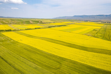  rape flower ocean field in China
