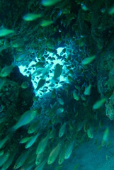 Amami Oshima (Amami Ōshima) is the largest island in the Satsunan island chain that runs between Kyushu and Okinawa and belongs to Kagoshima Prefecture. 