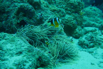 Amami Oshima (Amami Ōshima) is the largest island in the Satsunan island chain that runs between Kyushu and Okinawa and belongs to Kagoshima Prefecture. 