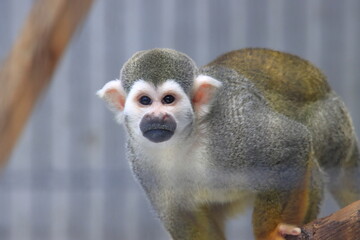 コモンリスザル