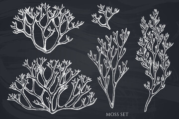 Mysterious forest hand drawn vector illustrations collection. Chalk moss.