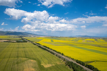  rape flower ocean field in China