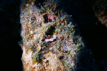 The Seatiger shipwreck when SCUBA diving off of Oahu. Wreck diving adventures with Oahu Diving, your wreck dive specialist.