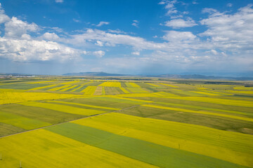 Obraz premium rape flower ocean field in China