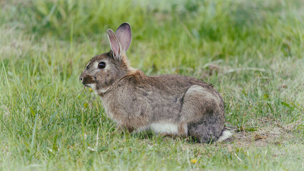 Lapin de garenne