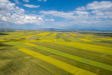 Fototapeta premium rape flower sea in Xinjiang China