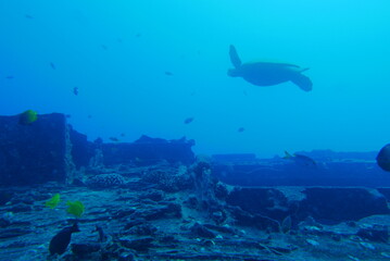 The Seatiger shipwreck when SCUBA diving off of Oahu. Wreck diving adventures with Oahu Diving, your wreck dive specialist.