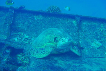 Obraz premium The Seatiger shipwreck when SCUBA diving off of Oahu. Wreck diving adventures with Oahu Diving, your wreck dive specialist.