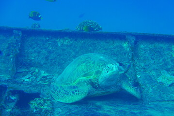 Fototapeta premium The Seatiger shipwreck when SCUBA diving off of Oahu. Wreck diving adventures with Oahu Diving, your wreck dive specialist.