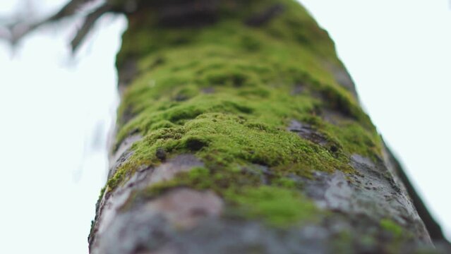 Closeup macro shot of moss on the trunk of a tree in forest during the monsoon season at Manali in Himachal Pradesh, India. Green moss get accumulated on the tree during the monsoon. 