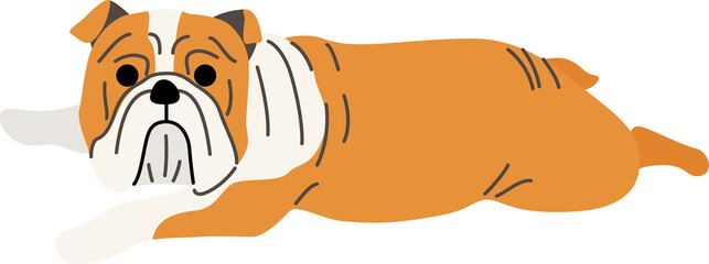 bulldog illustration