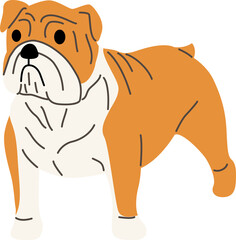 bulldog illustration