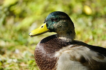 Mallard, or Wild duck Drake male (Anas platyrhynchos )

