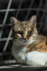 Chat allongé au soleil