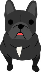 French bulldog illustration
