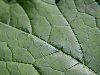 Natural green leaf of the plant, as a spring texture background, cover, desktop wallpaper