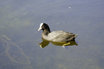 Eurasian Coots (Fulica atra) Rallida family. Location: Hanover, Germany.