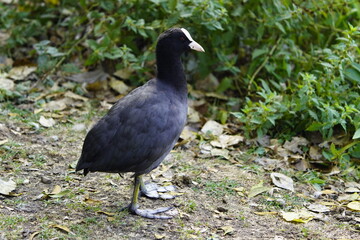 Eurasian Coots (Fulica atra) Rallida family. Location: Hanover, Germany.
