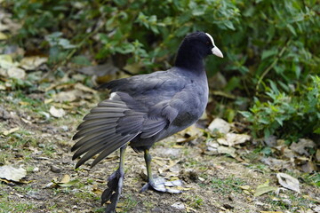 Eurasian Coots (Fulica atra) Rallida family. Location: Hanover, Germany.