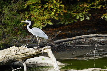 Gray Heron foraging (Ardea cinerea), Ardeidae family. Hanover-Herrenhausen, Germany