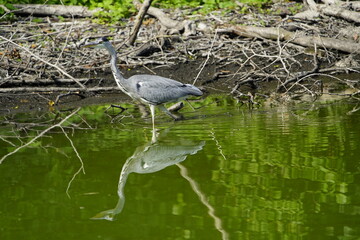 Gray Heron foraging (Ardea cinerea), Ardeidae family. Hanover-Herrenhausen, Germany