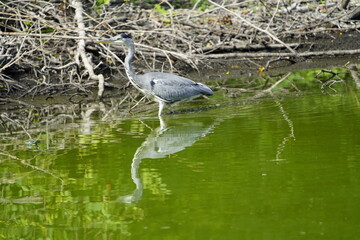 Gray Heron foraging (Ardea cinerea), Ardeidae family. Hanover-Herrenhausen, Germany