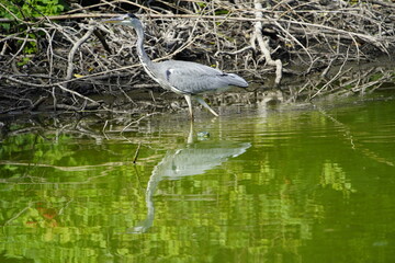 Gray Heron foraging (Ardea cinerea), Ardeidae family. Hanover-Herrenhausen, Germany