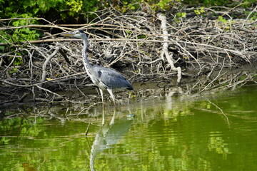 Gray Heron foraging (Ardea cinerea), Ardeidae family. Hanover-Herrenhausen, Germany