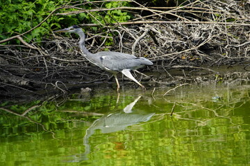 Gray Heron foraging (Ardea cinerea), Ardeidae family. Hanover-Herrenhausen, Germany