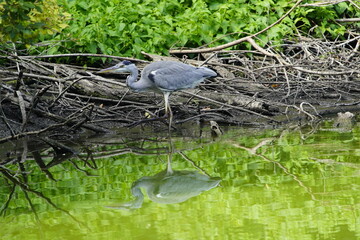 Gray Heron foraging (Ardea cinerea), Ardeidae family. Hanover-Herrenhausen, Germany