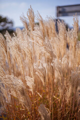 Fototapeta premium Beautiful fluffy plant close up photo. Nature backgrounds,