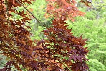 紅葉と新緑の5月の庭園