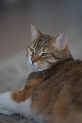 Chat avec un beau regard