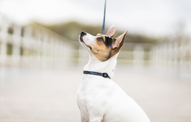 jack russell terrier dog portrait