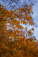 Autumn tree with yellow leaves. Nature backgrounds	