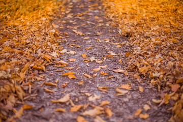 Beautiful path in the autumn forest. Nature landscape backgrounds.