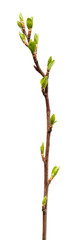 Spring tree branch with green buds and leaves on a white background.