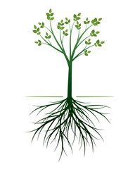 Young green Tree with Roots. Vector outline Illustration.