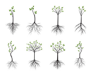 Set green Young Trees. Vector outline Illustration. Plant and Garden.