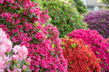 色とりどりのツツジが満開の日本庭園　Multicolored azalea flowers in Japanese garden