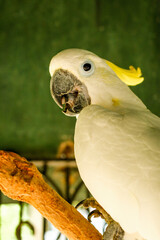 Sulphur crested cockatoo facing left