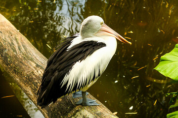 The Australian Pelican facing back