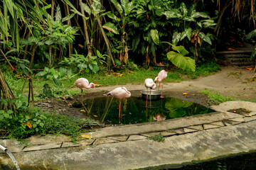 A tropical pond of flamingos
